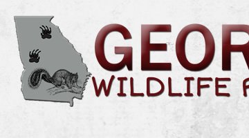 Georgia Wildlife Removal